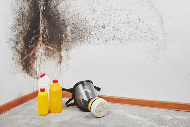 Trusted Trenton, NJ Mold Removal Experts