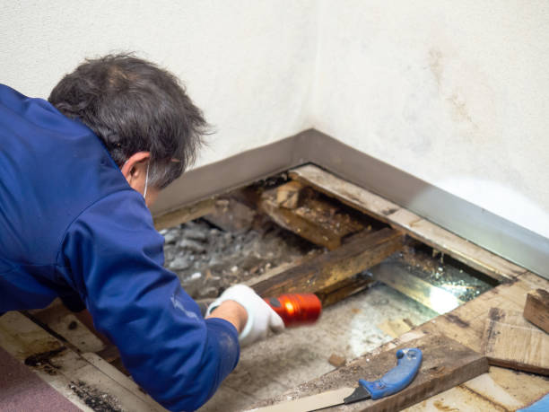 Best Same-Day Mold Removal  in Trenton, NJ