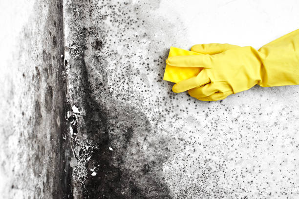  Trenton, NJ Mold Removal Pros