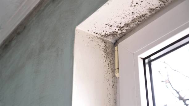 Best Certified Mold Removal  in Trenton, NJ