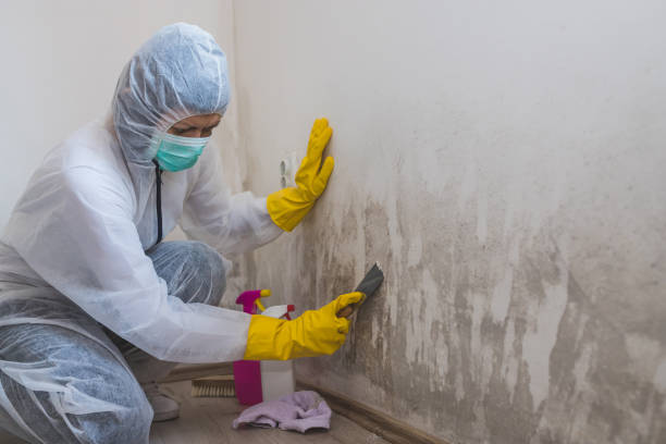 Best Mold Removal Company Near Me  in Trenton, NJ
