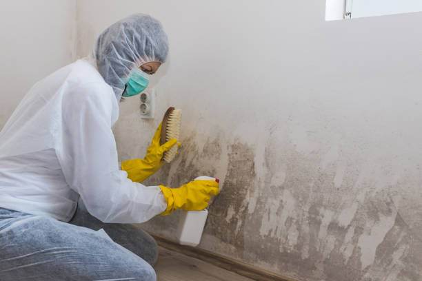 Best Residential Mold Removal  in Trenton, NJ