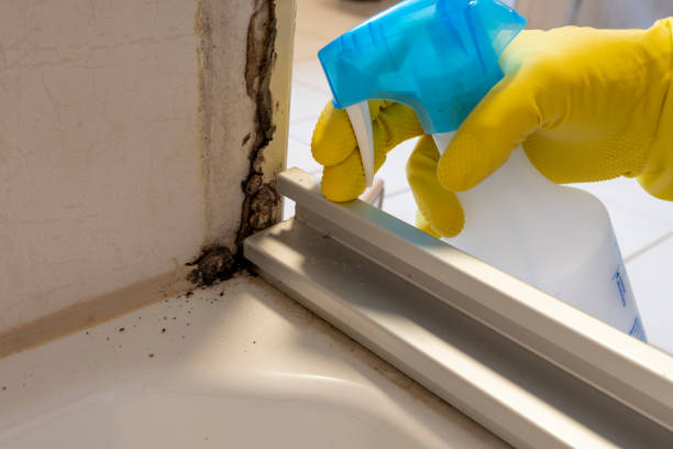 Best Home Mold Removal  in Trenton, NJ