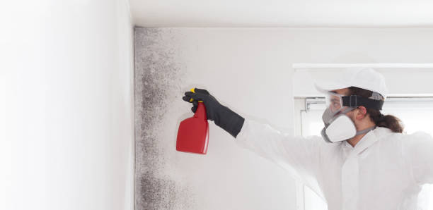 Best Mold Testing  in Trenton, NJ