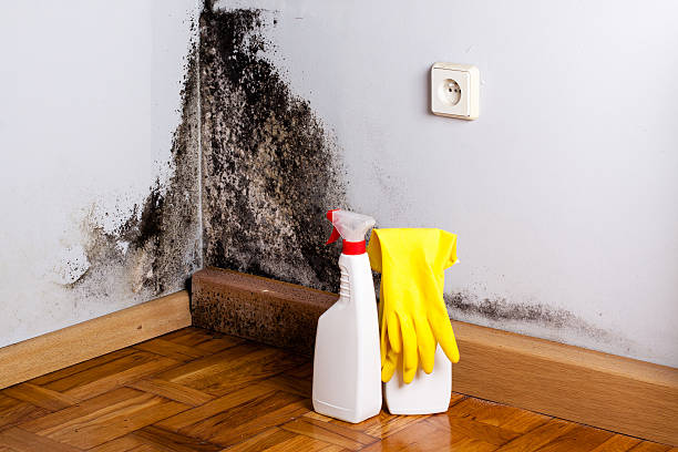 Best Mold Damage Repair  in Trenton, NJ