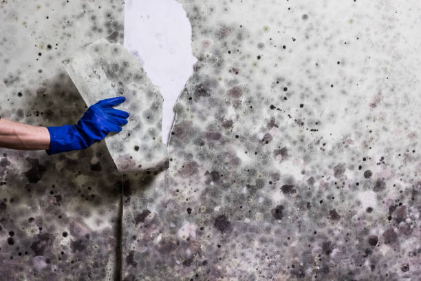 Best Water Damage Restoration  in Trenton, NJ