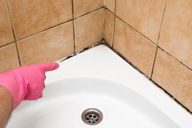 Best Mold Cleaning Services  in Trenton, NJ